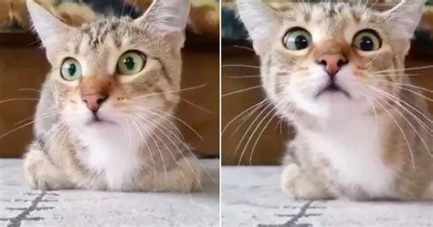 cat watching psycho fake|The Clean Cut: Watch this adorable cat jump at horror movie 'Psycho'.